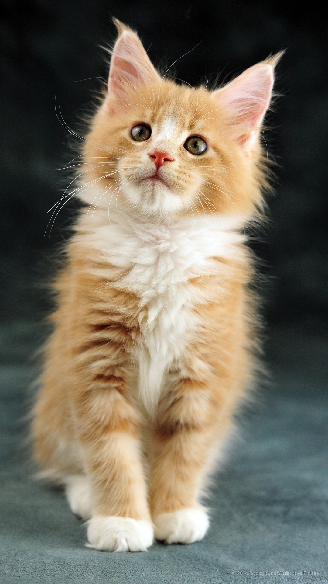 モバイル用の猫の壁紙 ネコ 中型から中型の猫 ひげ ネコ科 子猫 Wallpaperuse モバイル用の猫の壁紙 ネコ 中型から中型の猫 ひげ ネコ科 子猫 Wallpaperuse