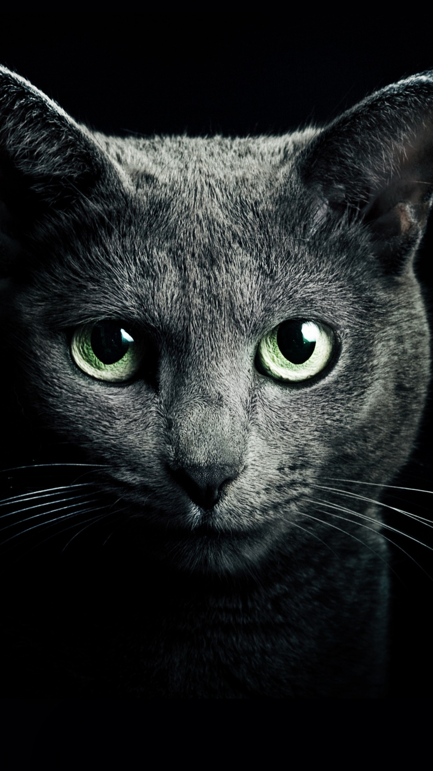 모바일 고양이 벽지,고양이,중소형 고양이,felidae,구레나룻,검은 고양이