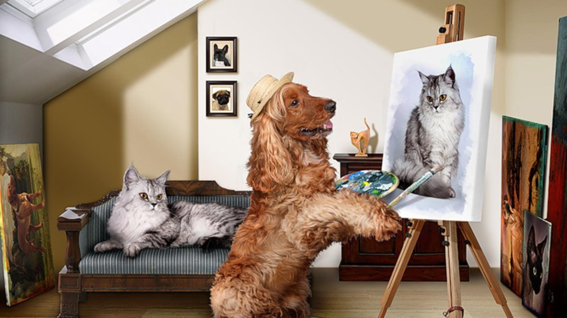 猫画像壁紙,ネコ,ネコ科,中型から中型の猫,ルーム,ノルウェージャンフォレストキャット