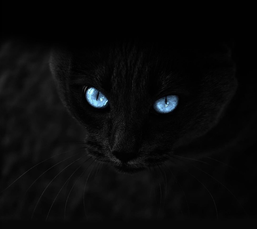fond d'écran de chat pour mobile,chat,noir,chat noir,moustaches,chats de petite à moyenne taille
