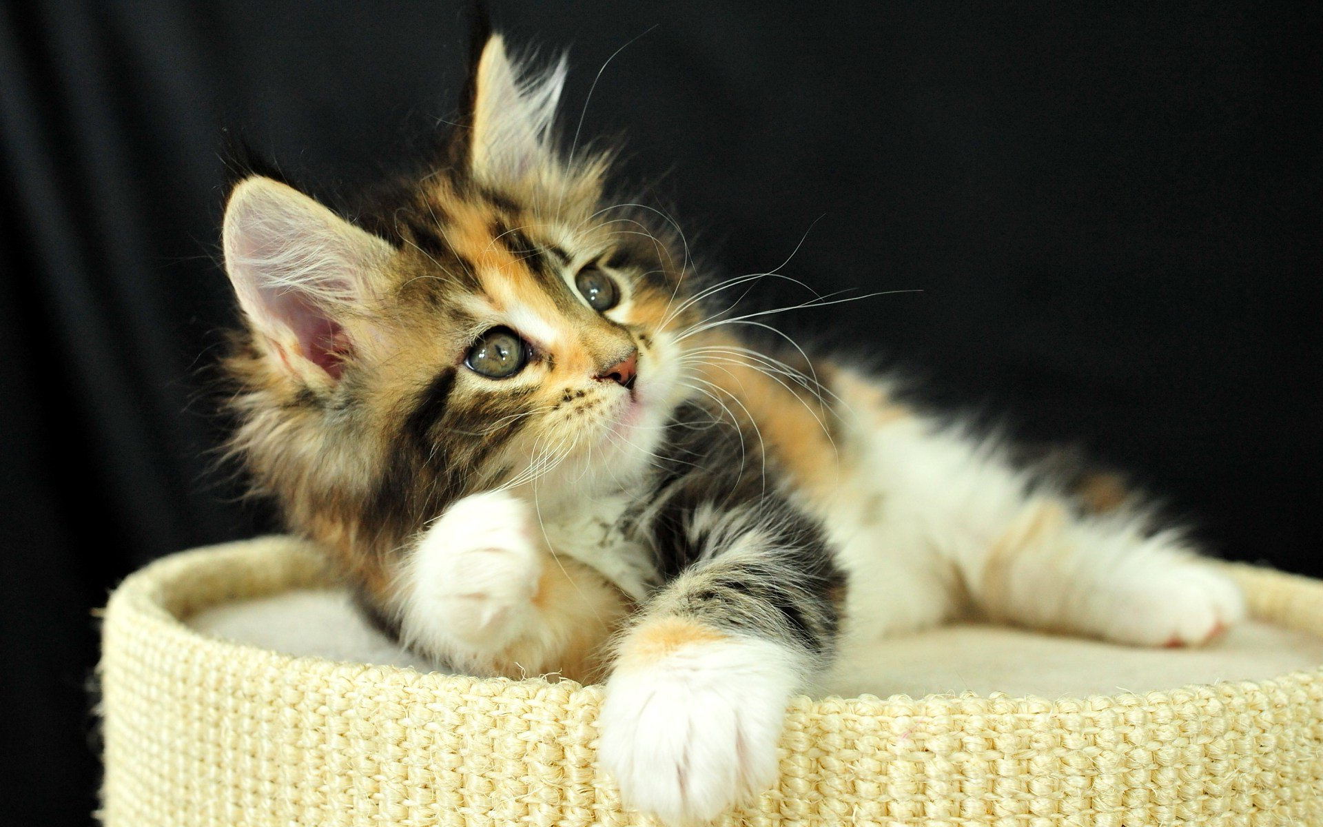 gato fondo de pantalla para móvil,gato,gatos pequeños a medianos,felidae,bigotes,gatito