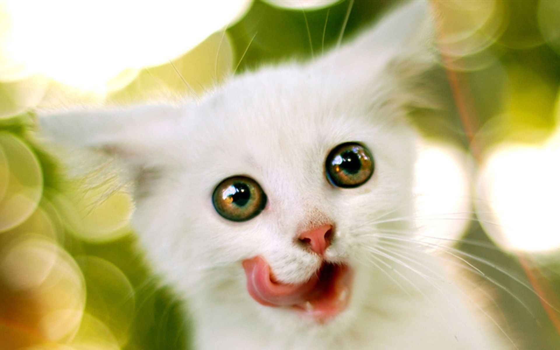 fond d'écran de chat pour mobile,chat,chats de petite à moyenne taille,félidés,moustaches,chaton
