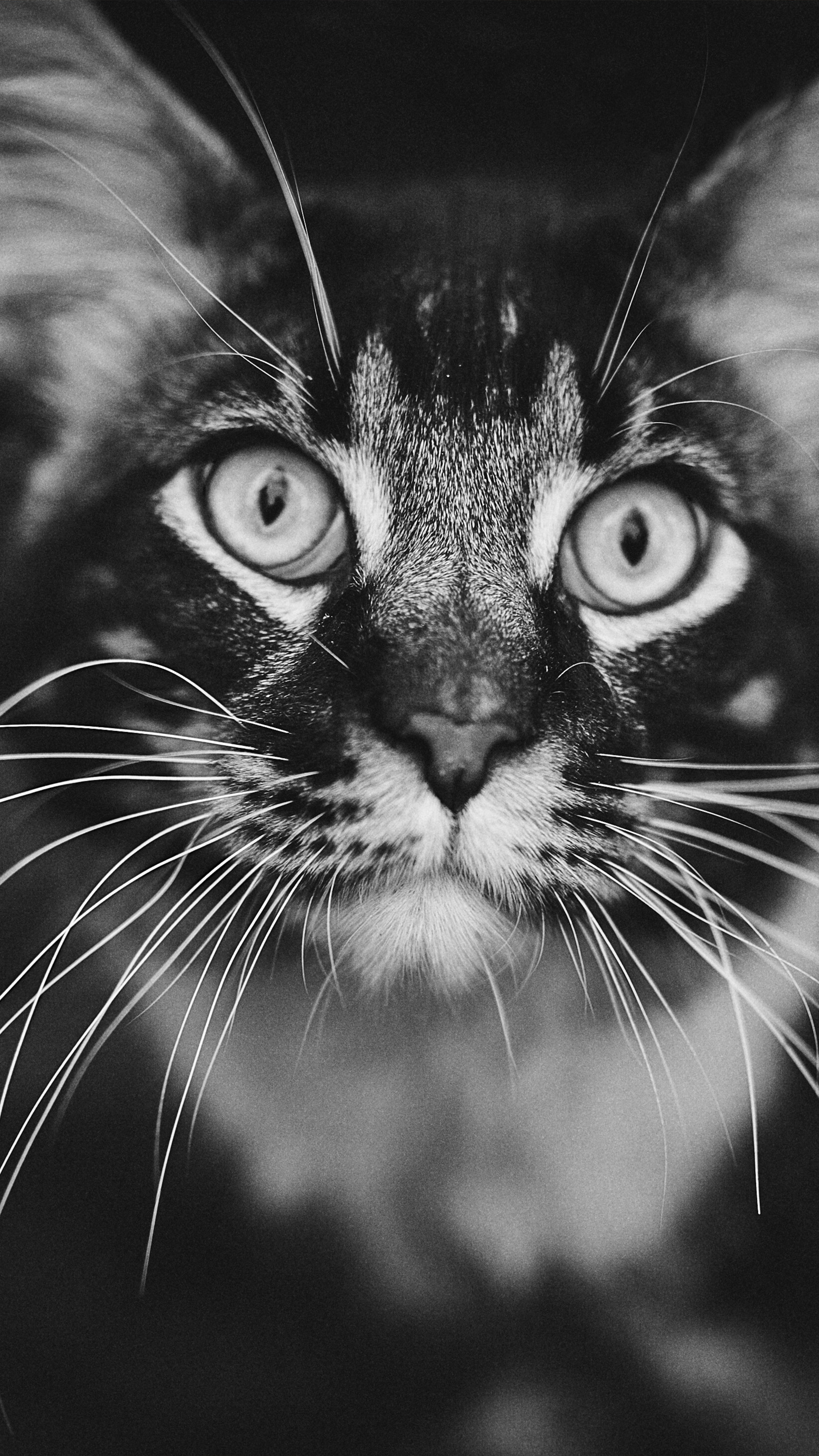 fond d'écran de chat pour mobile,chat,moustaches,chats de petite à moyenne taille,félidés,noir et blanc