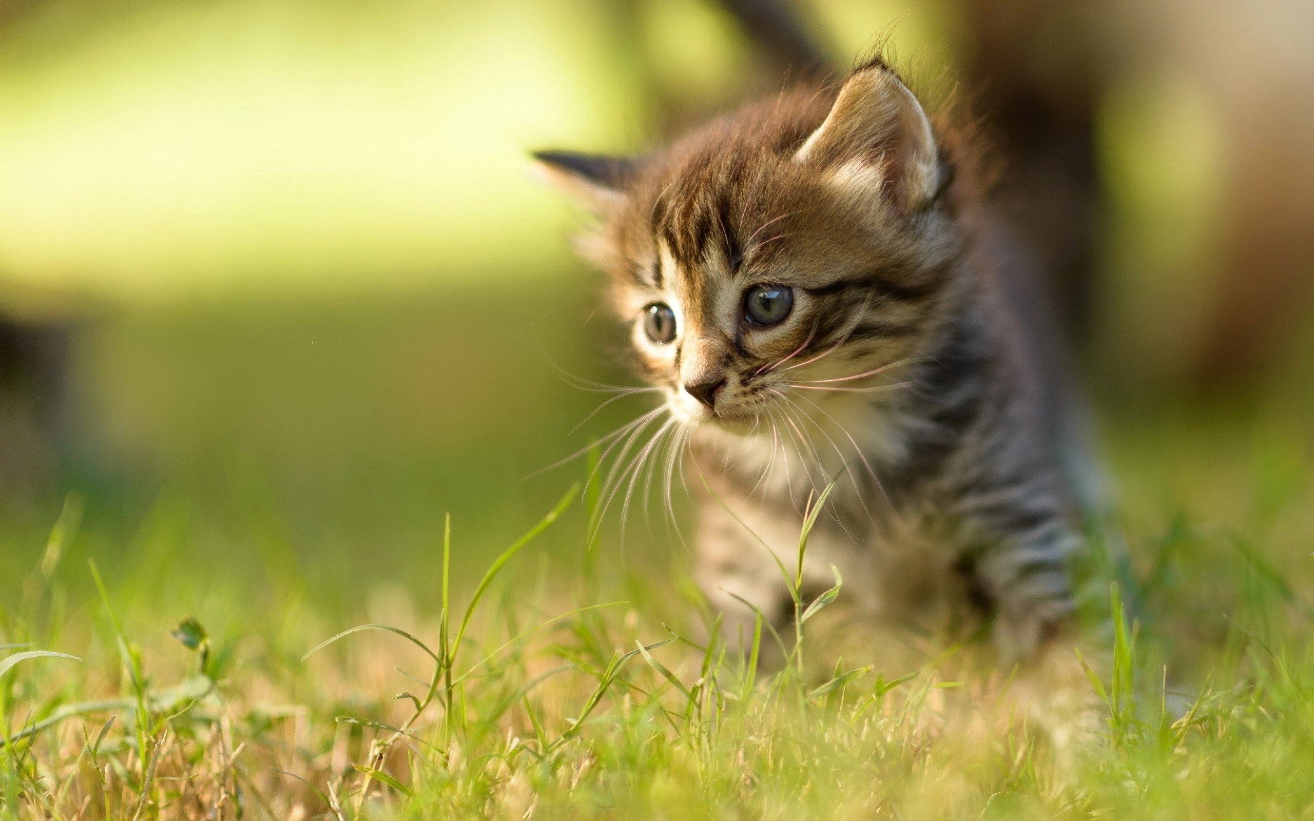 かわいい赤ちゃん猫の壁紙,ネコ,中型から中型の猫,ネコ科,ひげ,自然