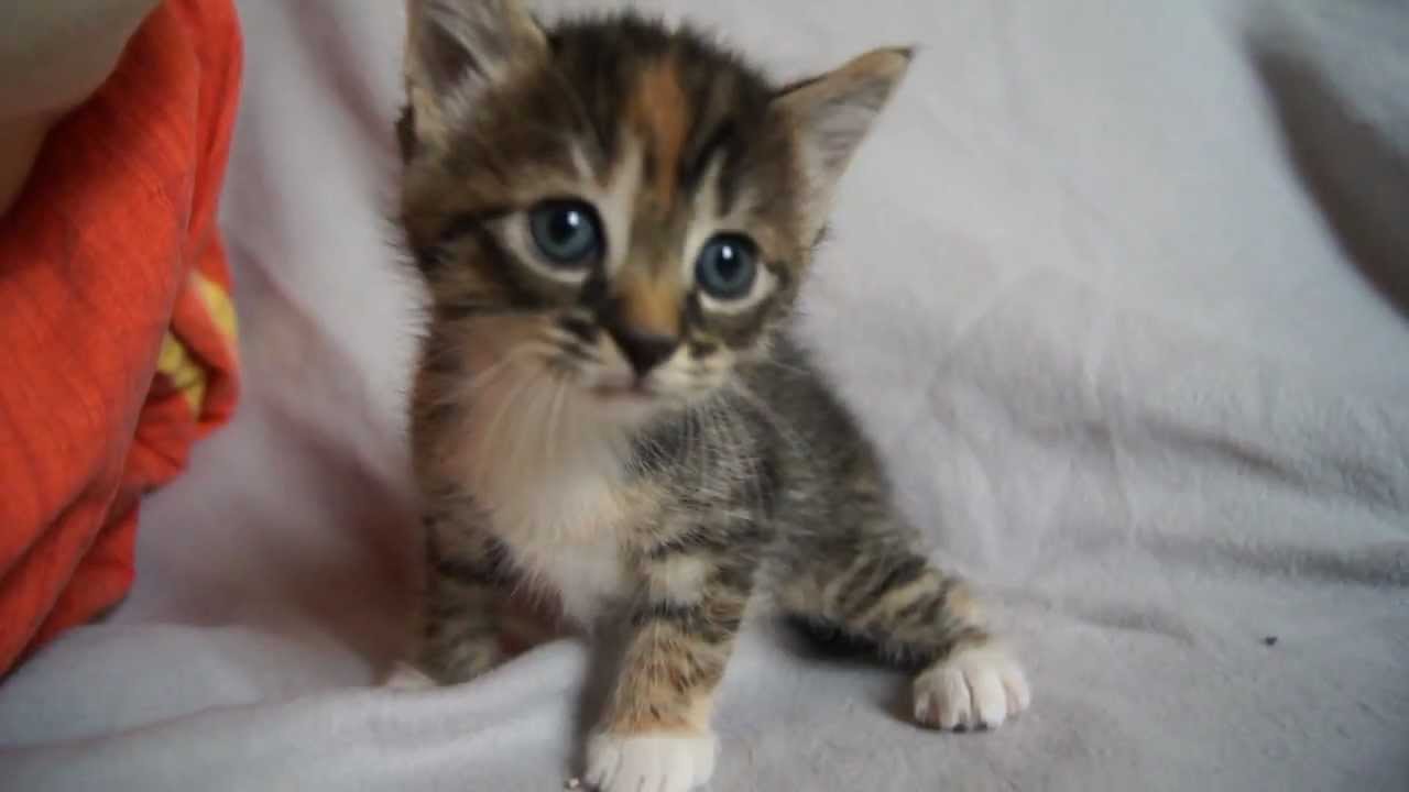 cute baby cats wallpaper,cat,mammal,vertebrate,small to medium sized cats,felidae