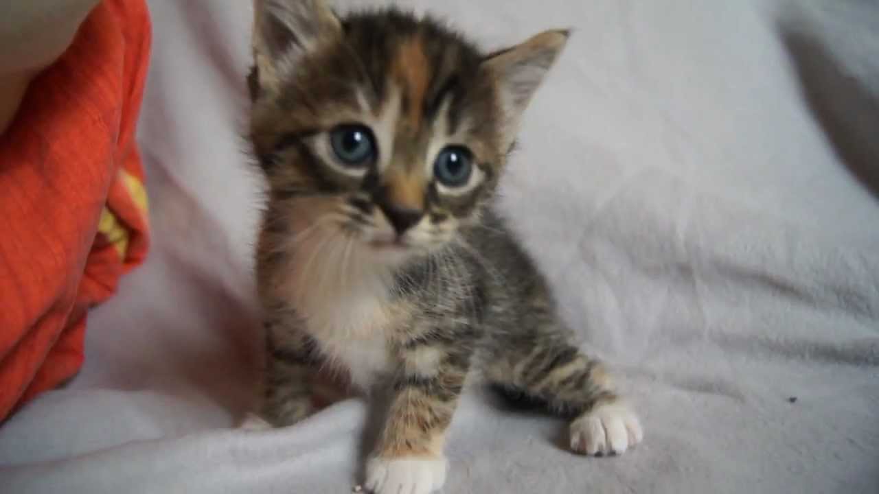 lindo fondo de pantalla de gatos bebé,gato,gatos pequeños a medianos,felidae,gatito,bigotes