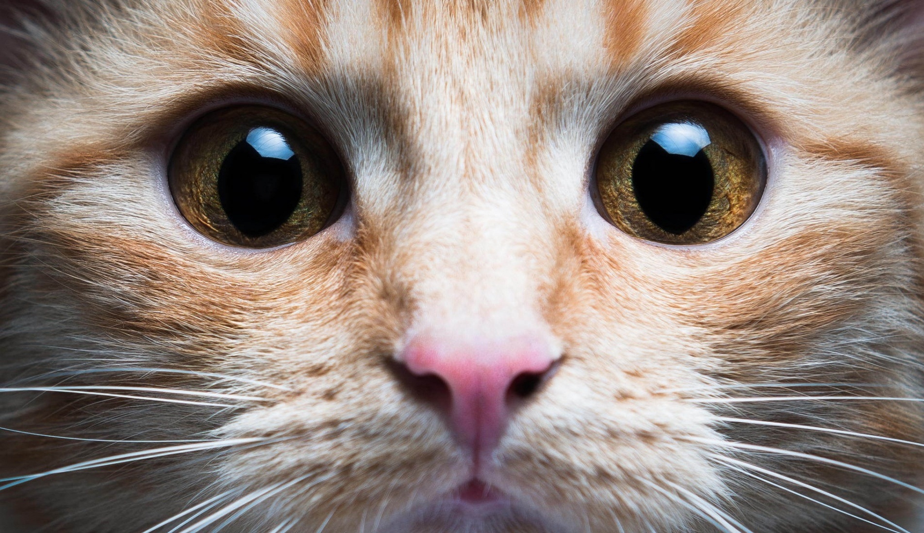 gato fondos de pantalla full hd,gato,bigotes,gatos pequeños a medianos,cara,felidae