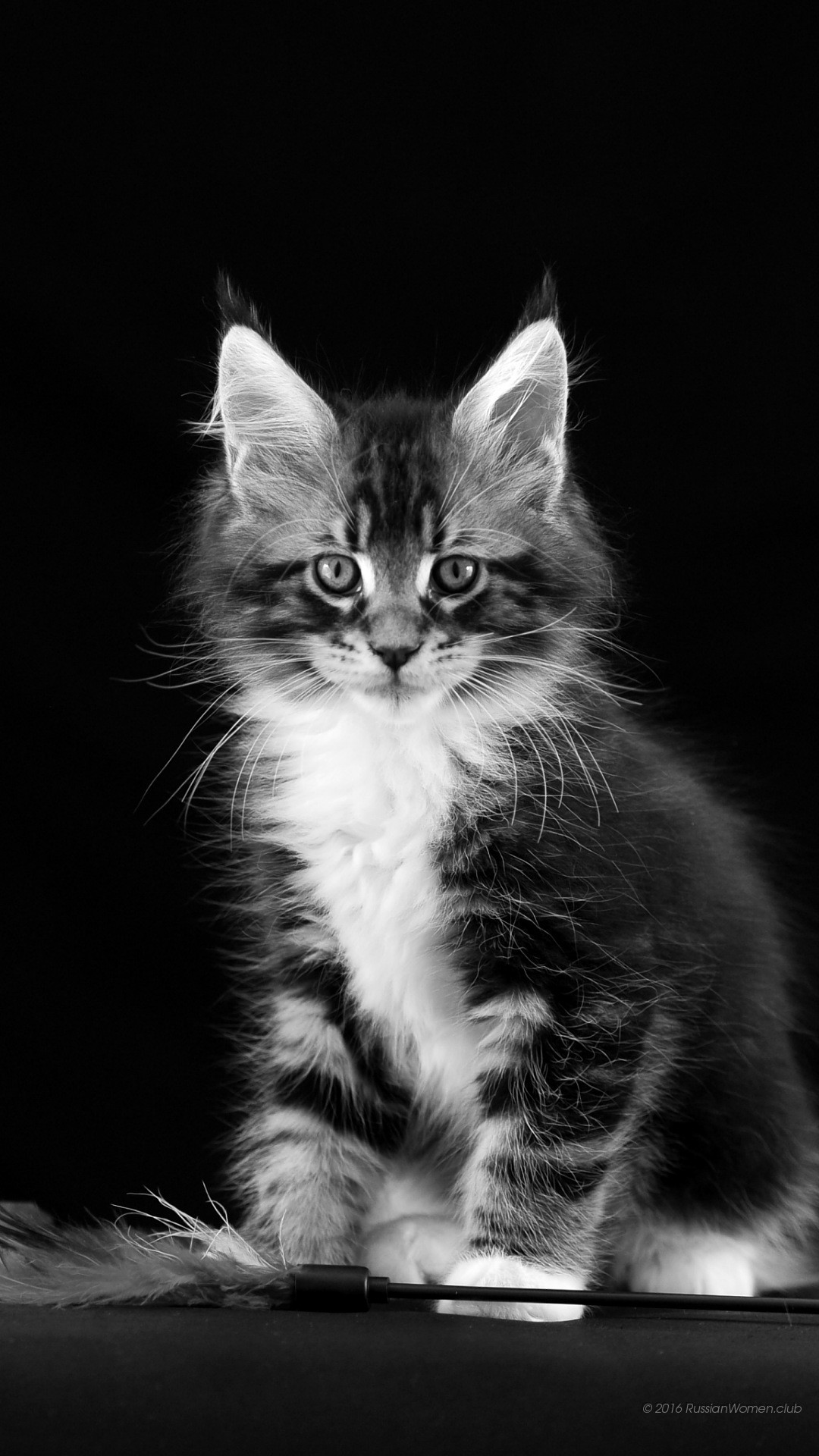 fond d'écran de chat full hd,chat,chats de petite à moyenne taille,félidés,moustaches,noir et blanc