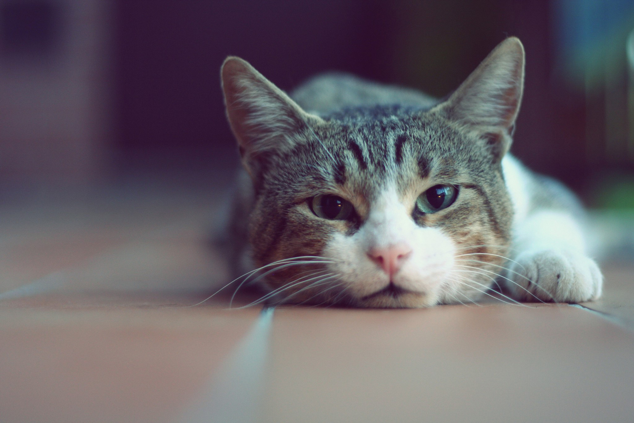 gato fondos de pantalla full hd,gato,bigotes,gatos pequeños a medianos,felidae,gato atigrado