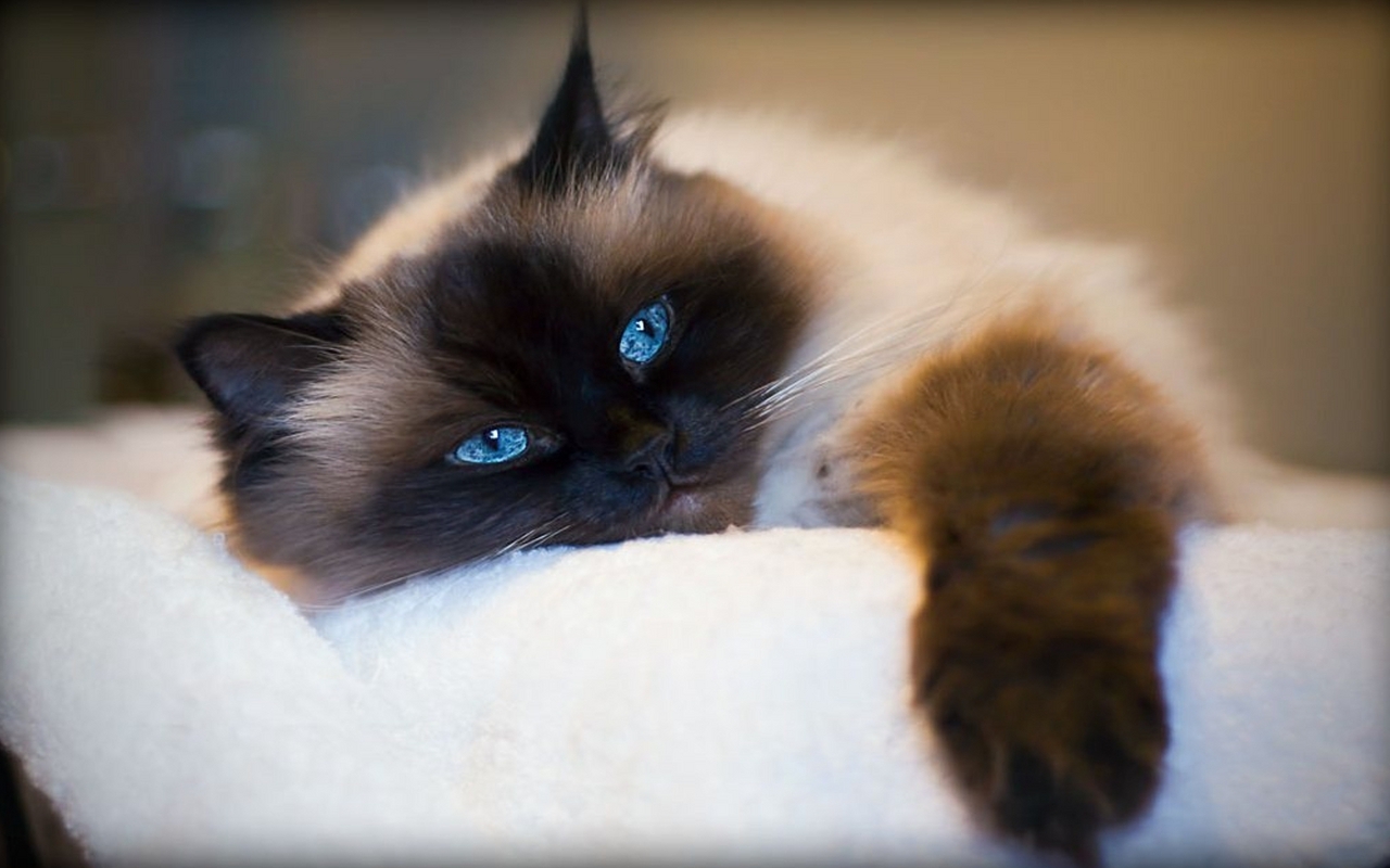 dulce gato fondo de pantalla,gato,gatos pequeños a medianos,felidae,siamés,bigotes