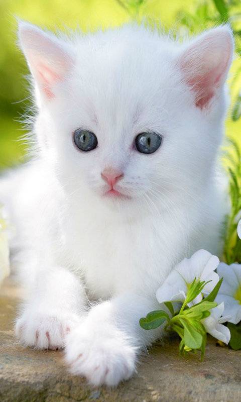 fond d'écran de chat doux,chat,chats de petite à moyenne taille,félidés,moustaches,angora turc