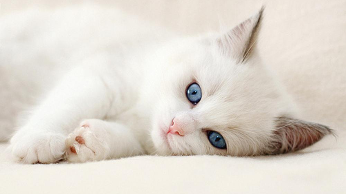fond d'écran chat blanc,chat,chats de petite à moyenne taille,félidés,moustaches,œil