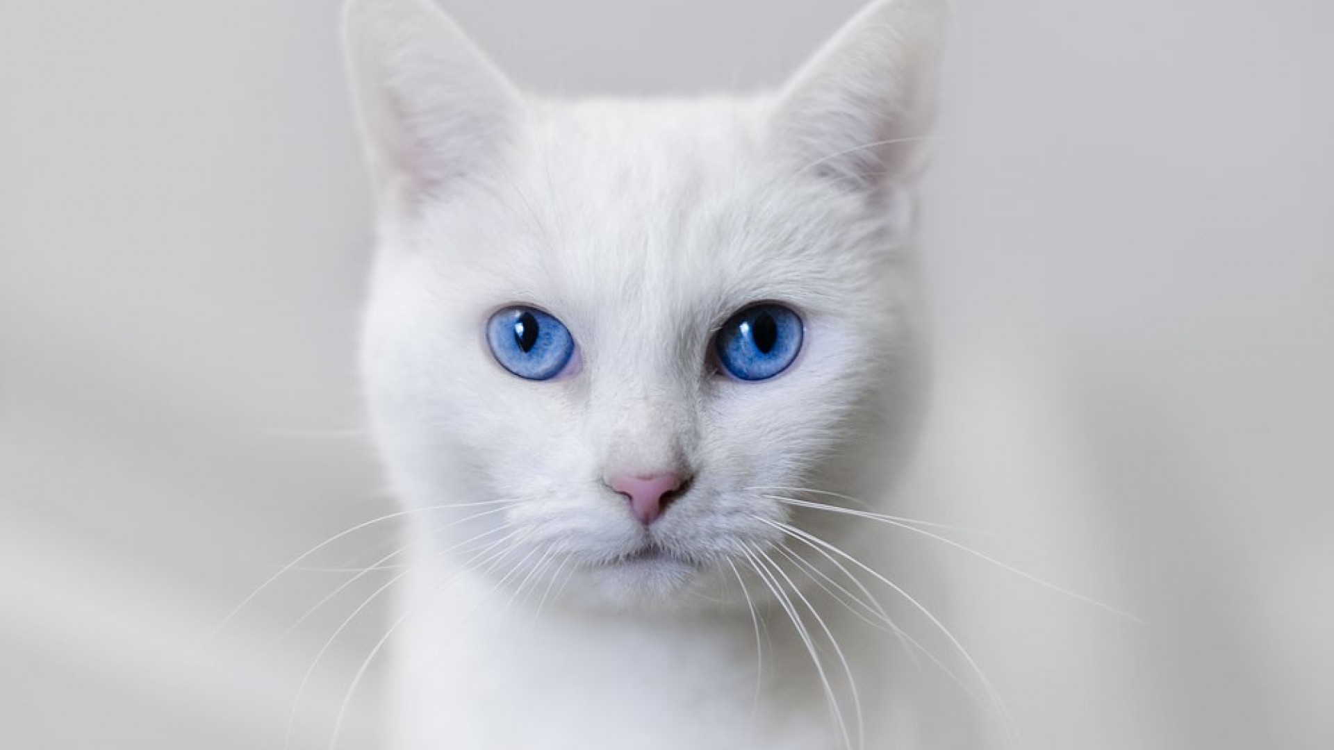 fond d'écran chat blanc,chat,chats de petite à moyenne taille,moustaches,félidés,khao manee