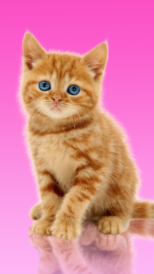 fond d'écran de chat doux,chat,chats de petite à moyenne taille,moustaches,félidés,chaton