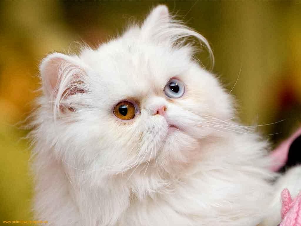 흰 고양이 벽지,고양이,중소형 고양이,felidae,구레나룻,페르시아 인
