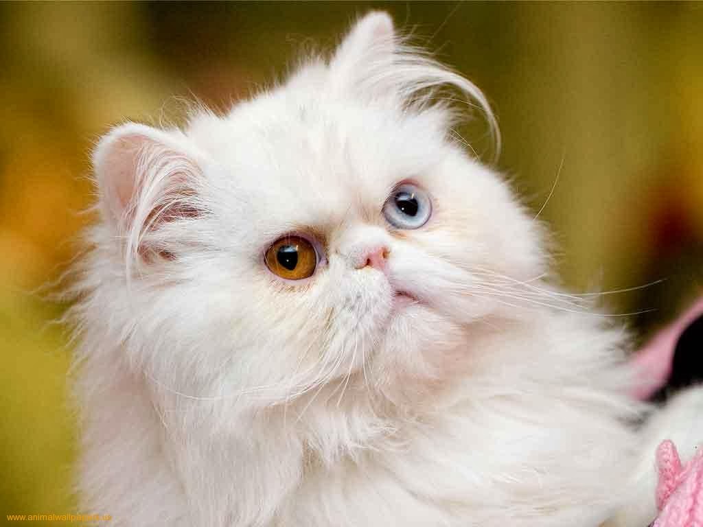 white cat wallpaper,cat,mammal,vertebrate,small to medium sized cats,felidae