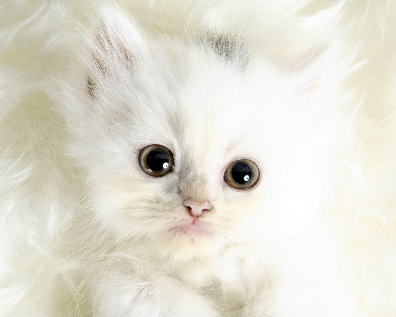 fond d'écran chat blanc,chat,chats de petite à moyenne taille,félidés,moustaches,persan