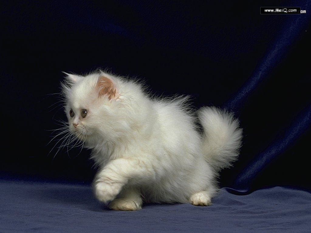 fond d'écran de chat doux,chat,chats de petite à moyenne taille,félidés,moustaches,chaton