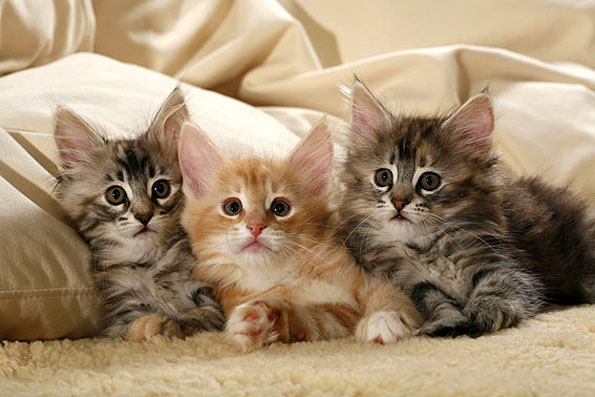 fond d'écran de chat doux,chat,chats de petite à moyenne taille,félidés,moustaches,chaton