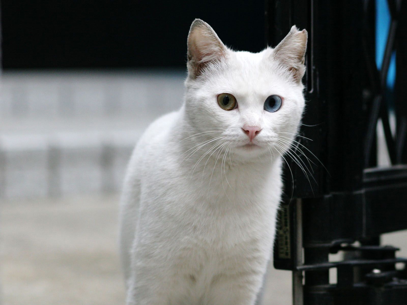 fond d'écran chat blanc,chat,chats de petite à moyenne taille,moustaches,félidés,angora turc