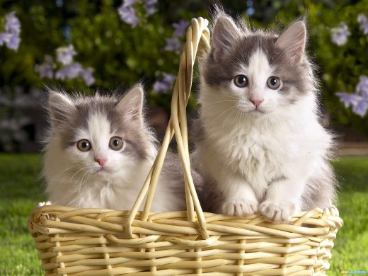 beaux chats photos fonds d'écran,chat,chats de petite à moyenne taille,félidés,chaton,moustaches