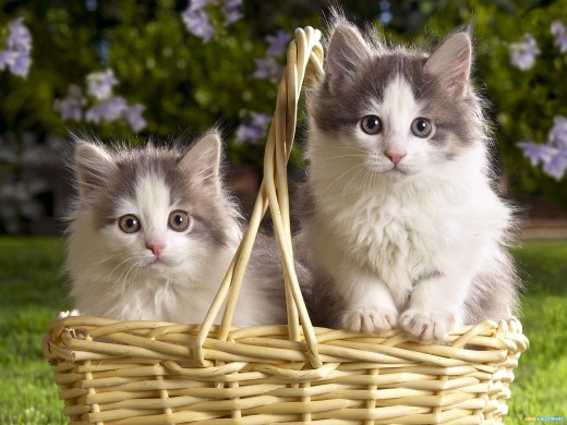 hermosos gatos imágenes fondos de escritorio,gato,gatos pequeños a medianos,felidae,gatito,bigotes