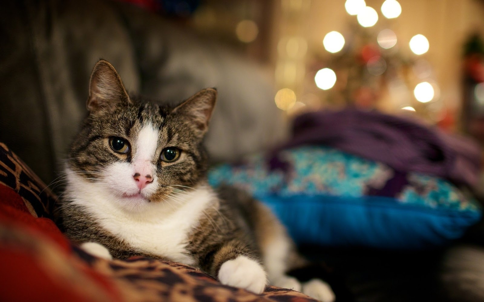 hermosos gatos imágenes fondos de escritorio,gato,gatos pequeños a medianos,bigotes,felidae,pelo corto europeo