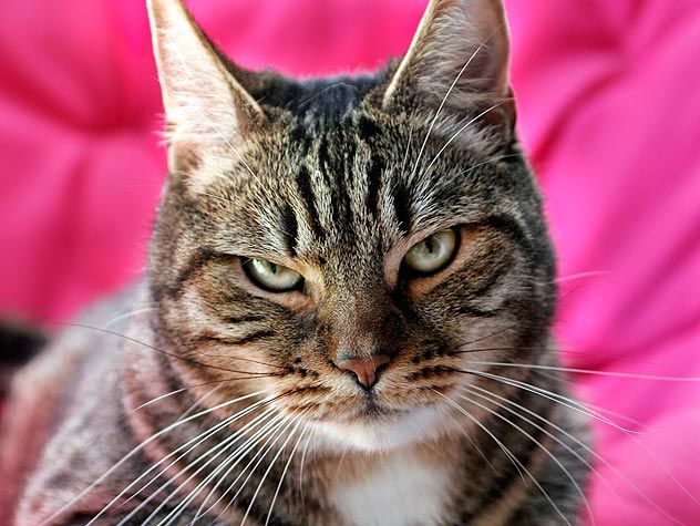 papel tapiz de gato para el hogar,gato,bigotes,gatos pequeños a medianos,felidae,gato atigrado