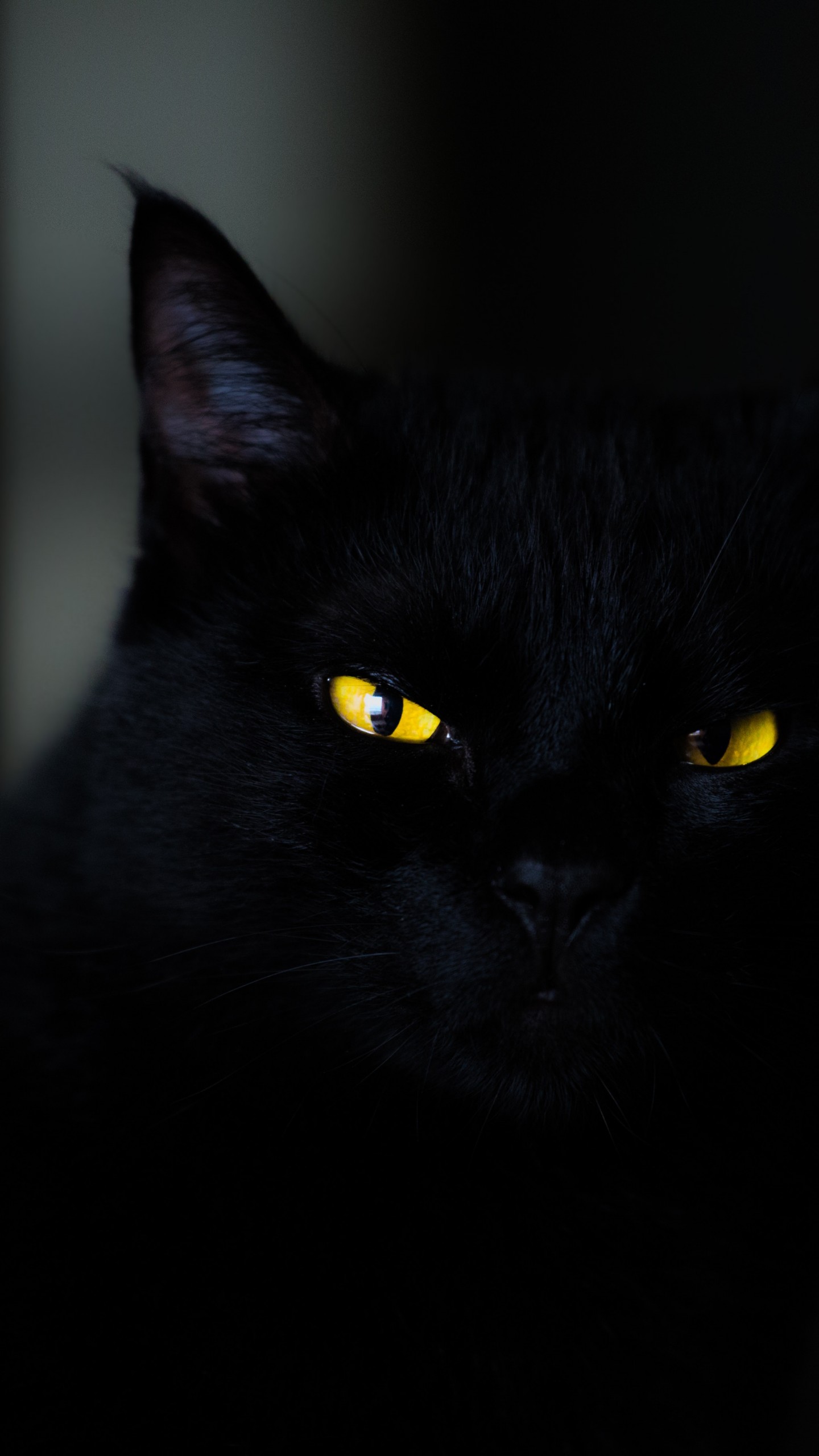carta da parati gatto per la casa,gatto,gatto nero,gatti di piccola e media taglia,nero,felidae