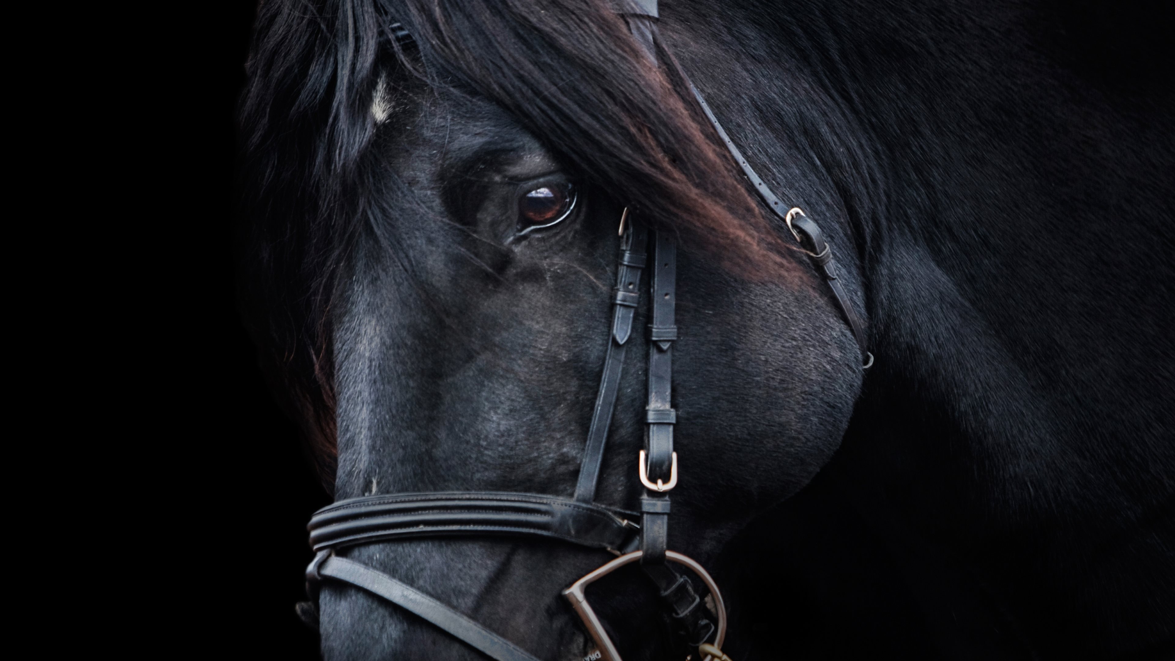 rugby wallpaper iphone,bridle,horse,halter,horse tack,rein