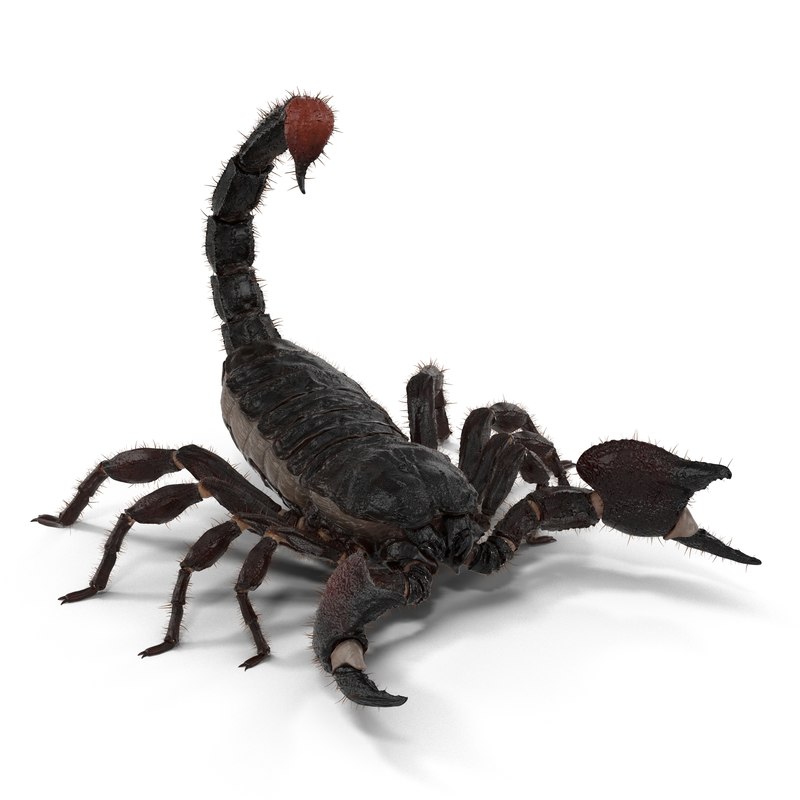 fondo-de-pantalla-de-escorpi-n-3d-escorpi-n-figura-animal-invertebrado