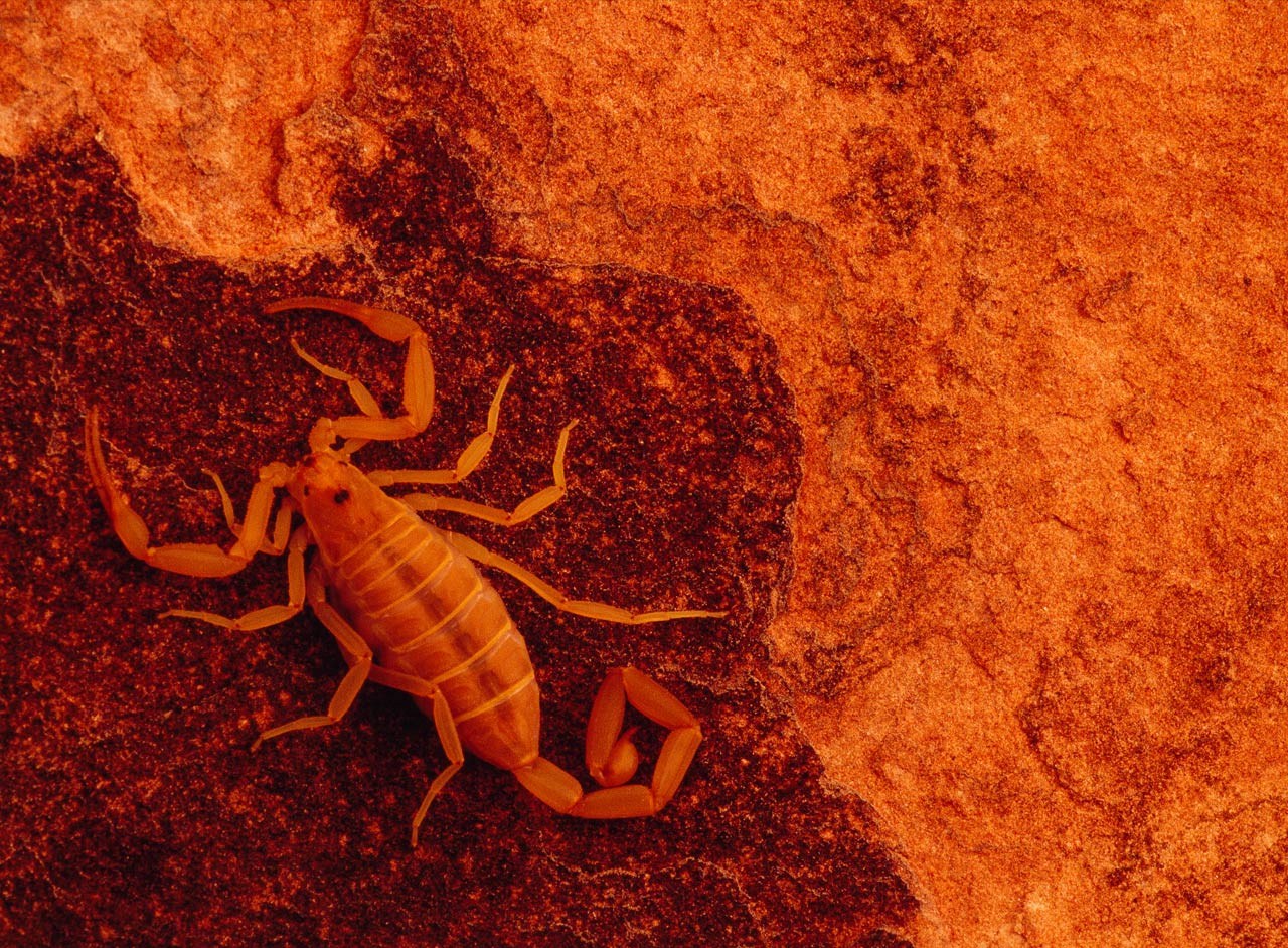 fond d'écran scorpion 3d,scorpion,ambre,insecte,invertébré