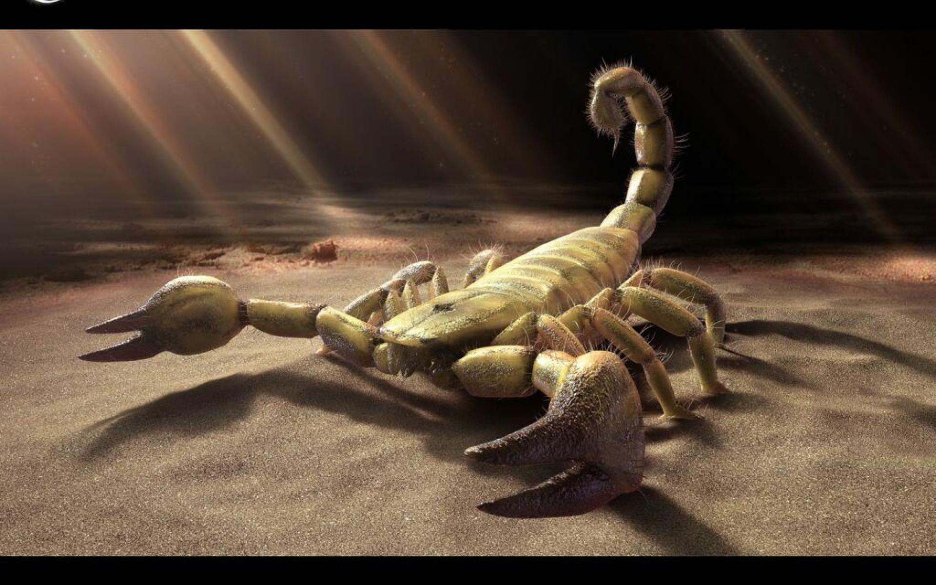 3d skorpion tapete,skorpion,landtier,wirbellos,klaue,gliederfüßer