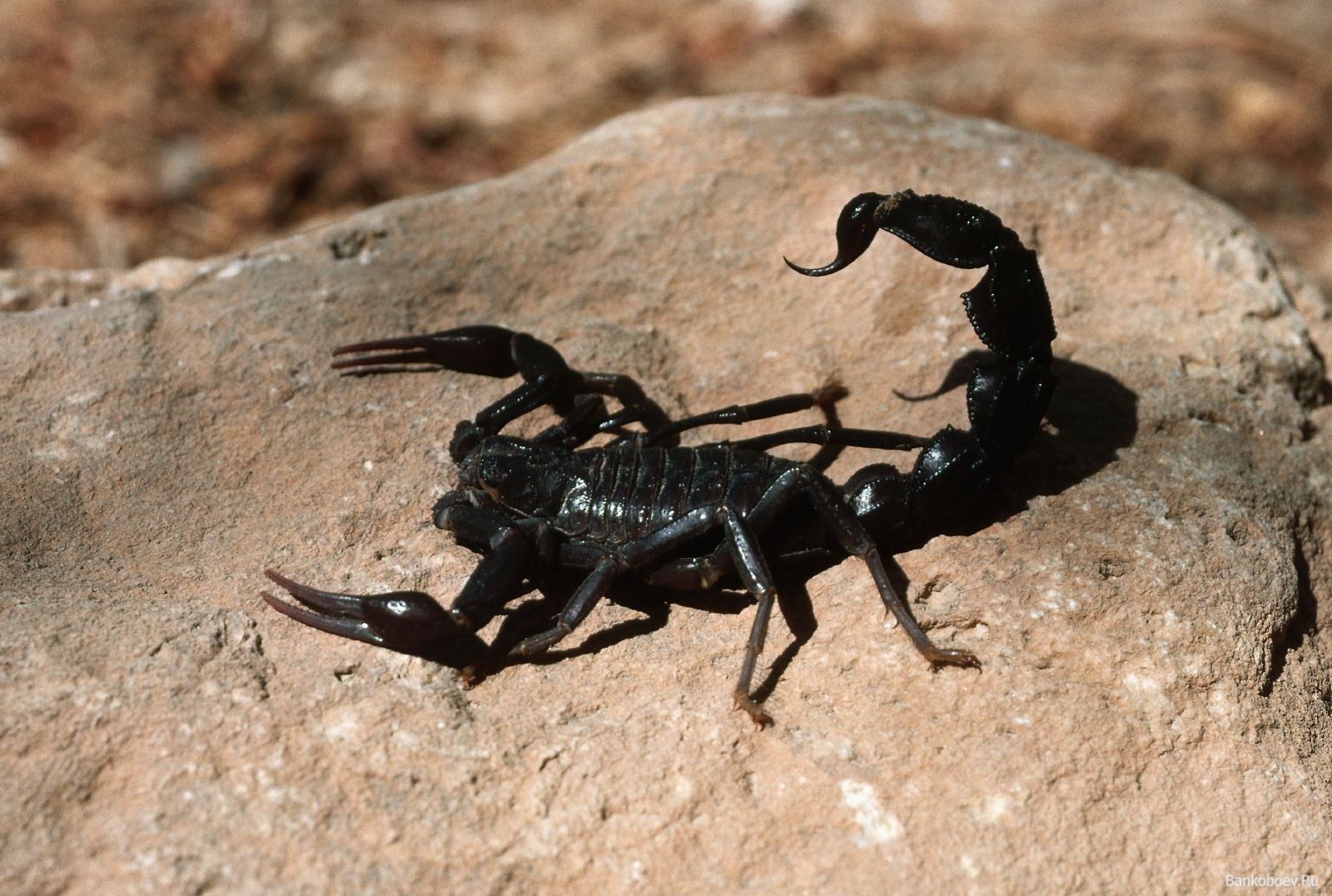 skorpion bilder wallpaper,skorpion,landtier,wirbellos,gliederfüßer,spinne
