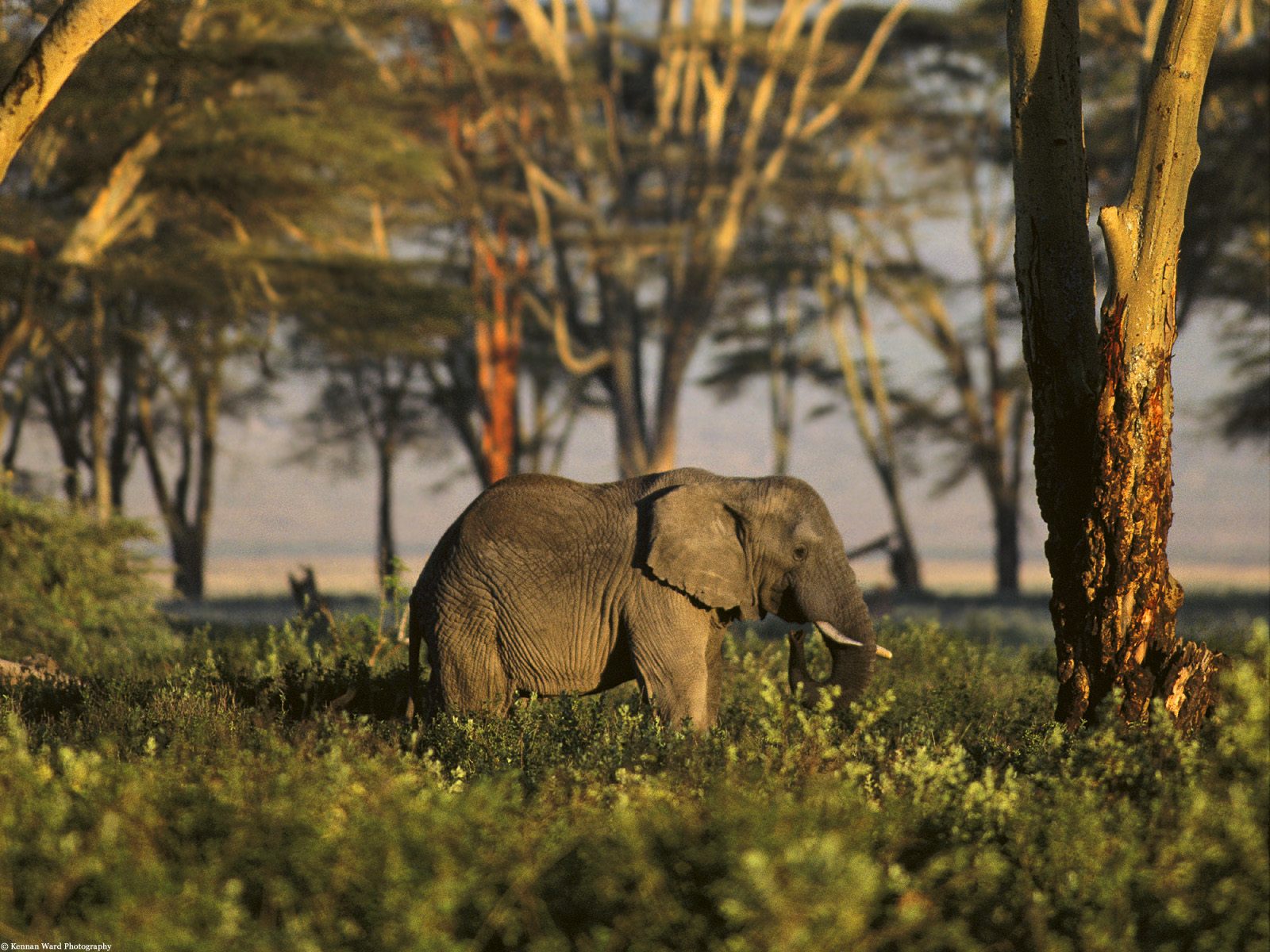 carta da parati animale africano,elefante,natura,elefanti e mammut,animale terrestre,elefante indiano