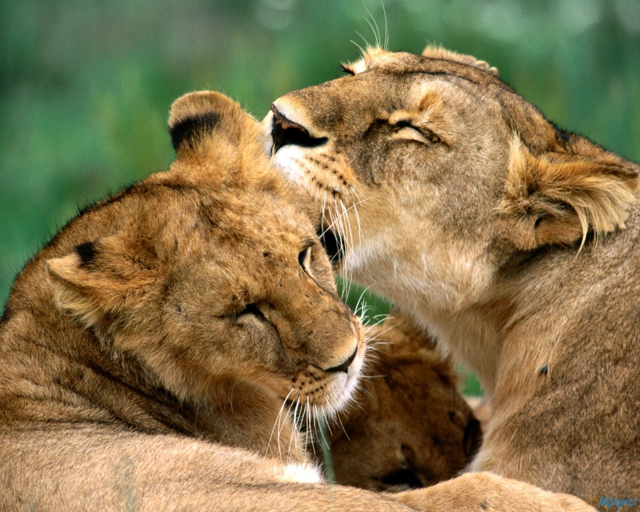 papel pintado animal africano,fauna silvestre,animal terrestre,león,felidae,masai lion