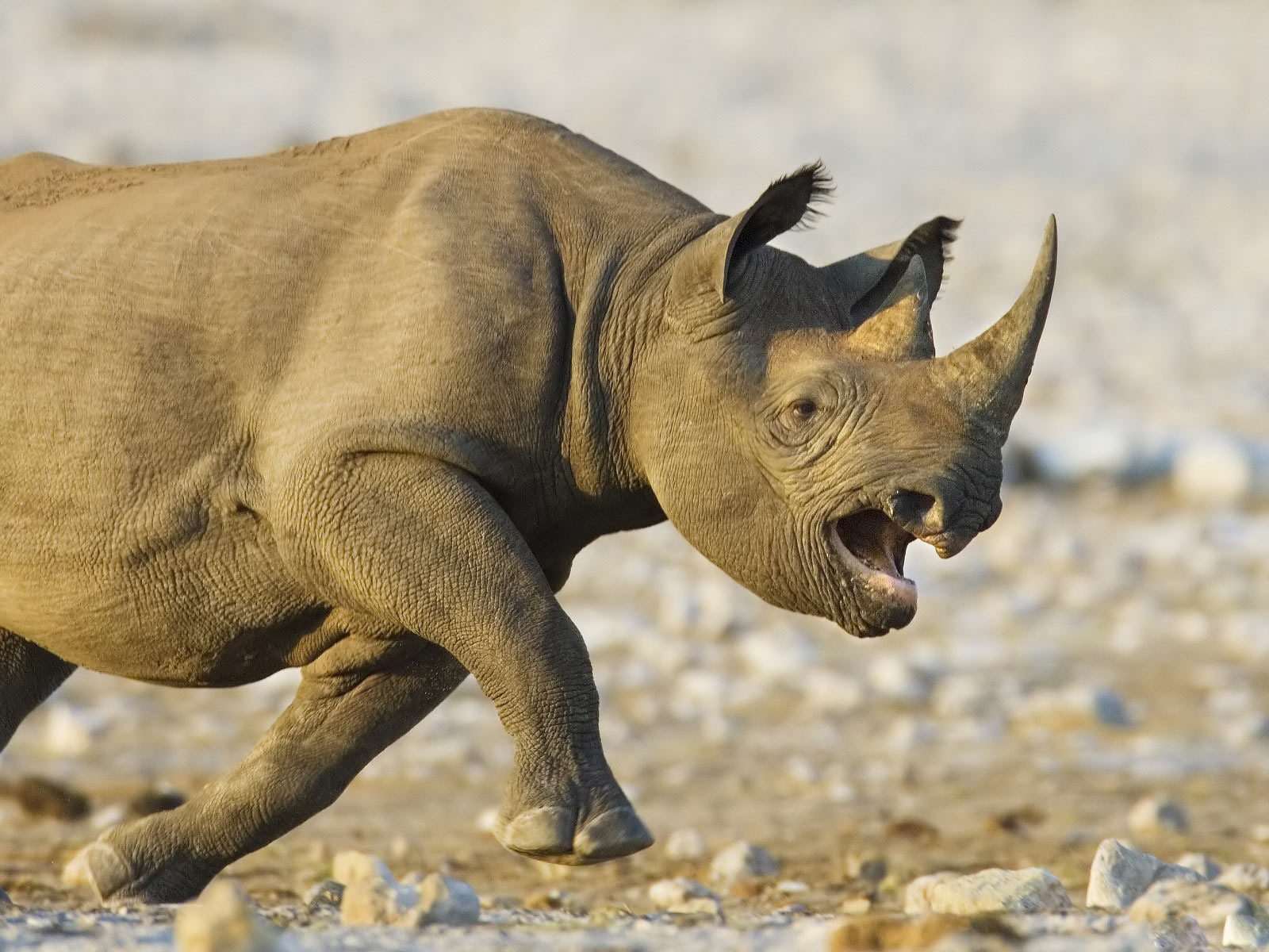 아프리카 동물 벽지,코뿔소,지상파 동물,검은 코뿔소,뿔,야생 동물