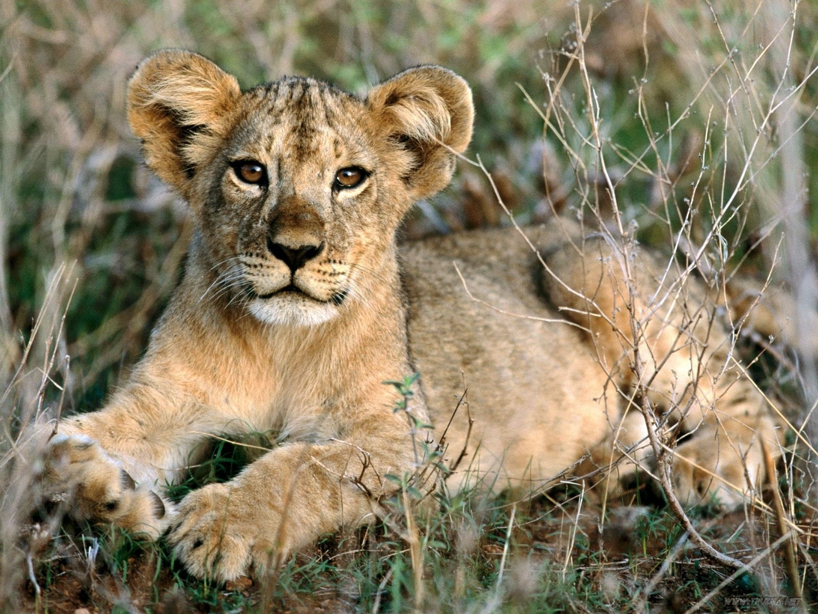アフリカの動物の壁紙,野生動物,陸生動物,ネコ科,ライオン,大きな猫
