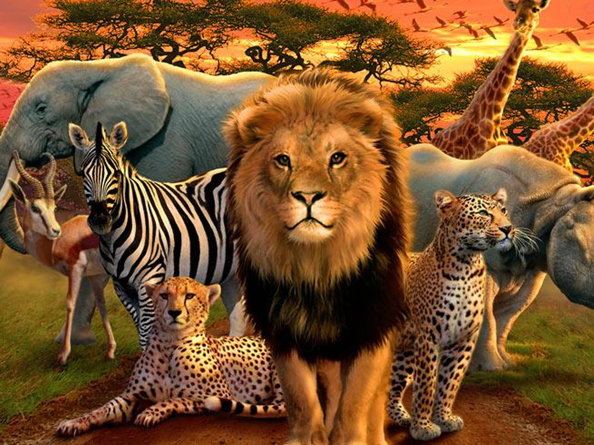papier peint animal africain,animal terrestre,faune,félidés,guépard