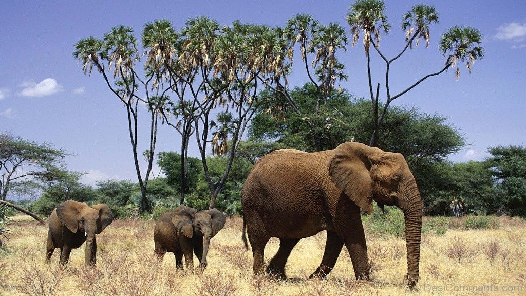 アフリカの動物の壁紙,象,陸生動物,象とマンモス,野生動物,インド象