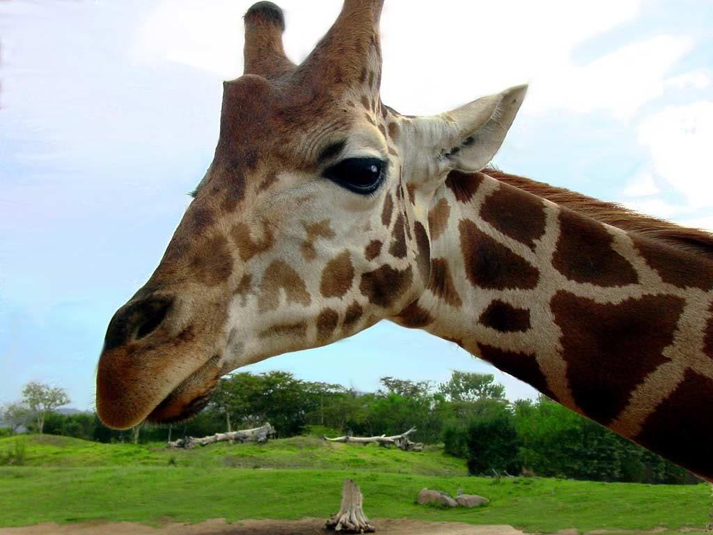 アフリカの動物の壁紙,陸生動物,キリン,キリン科,野生動物,鼻