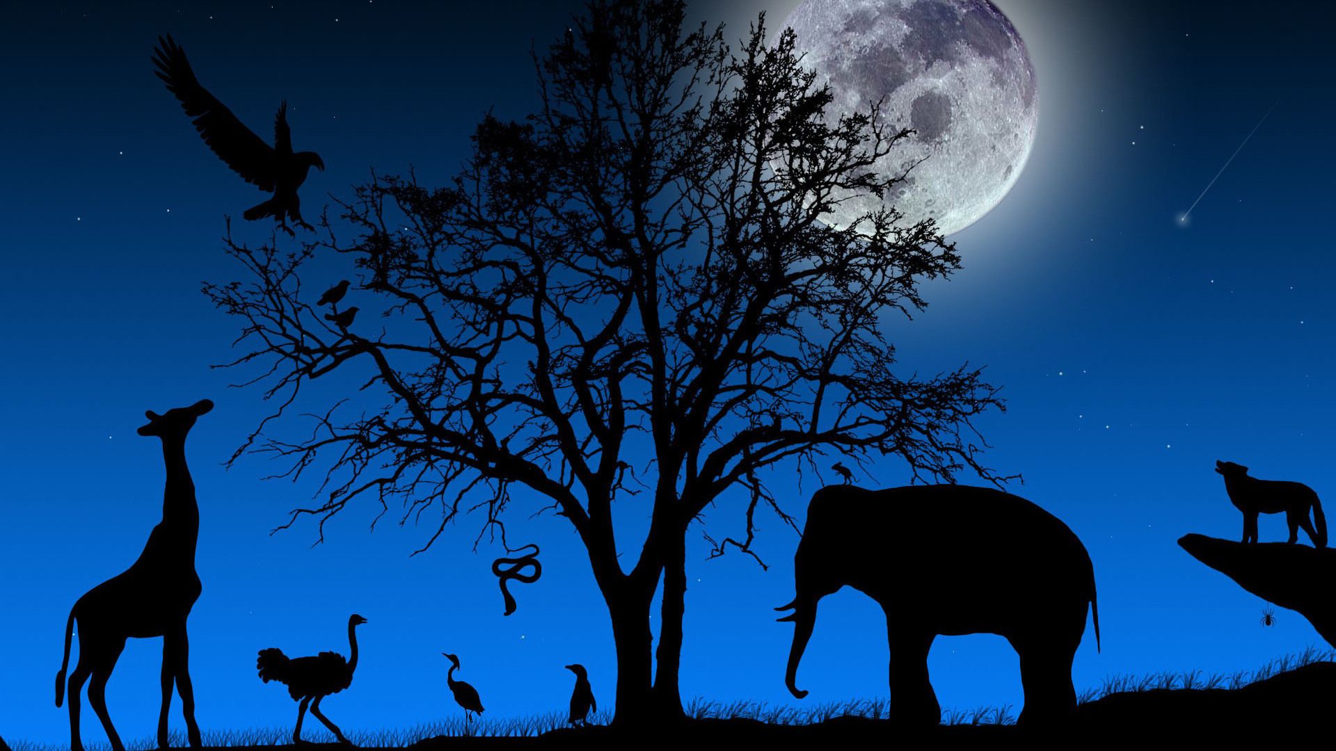 african animal wallpaper,sky,moonlight,elephant,wildlife,light