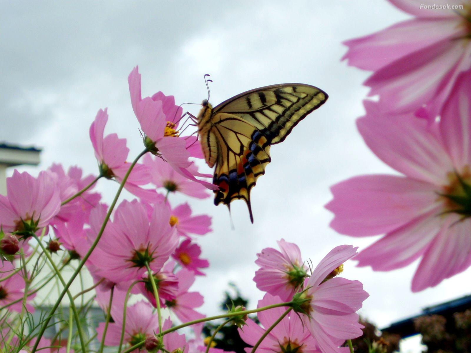 fonds d'écran de mariposas,sous genre de cynthia,papillon,fleur,papillons et papillons,insecte