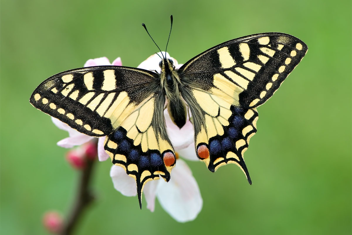 wallpapers de mariposas,moths and butterflies,butterfly,insect,papilio machaon,invertebrate