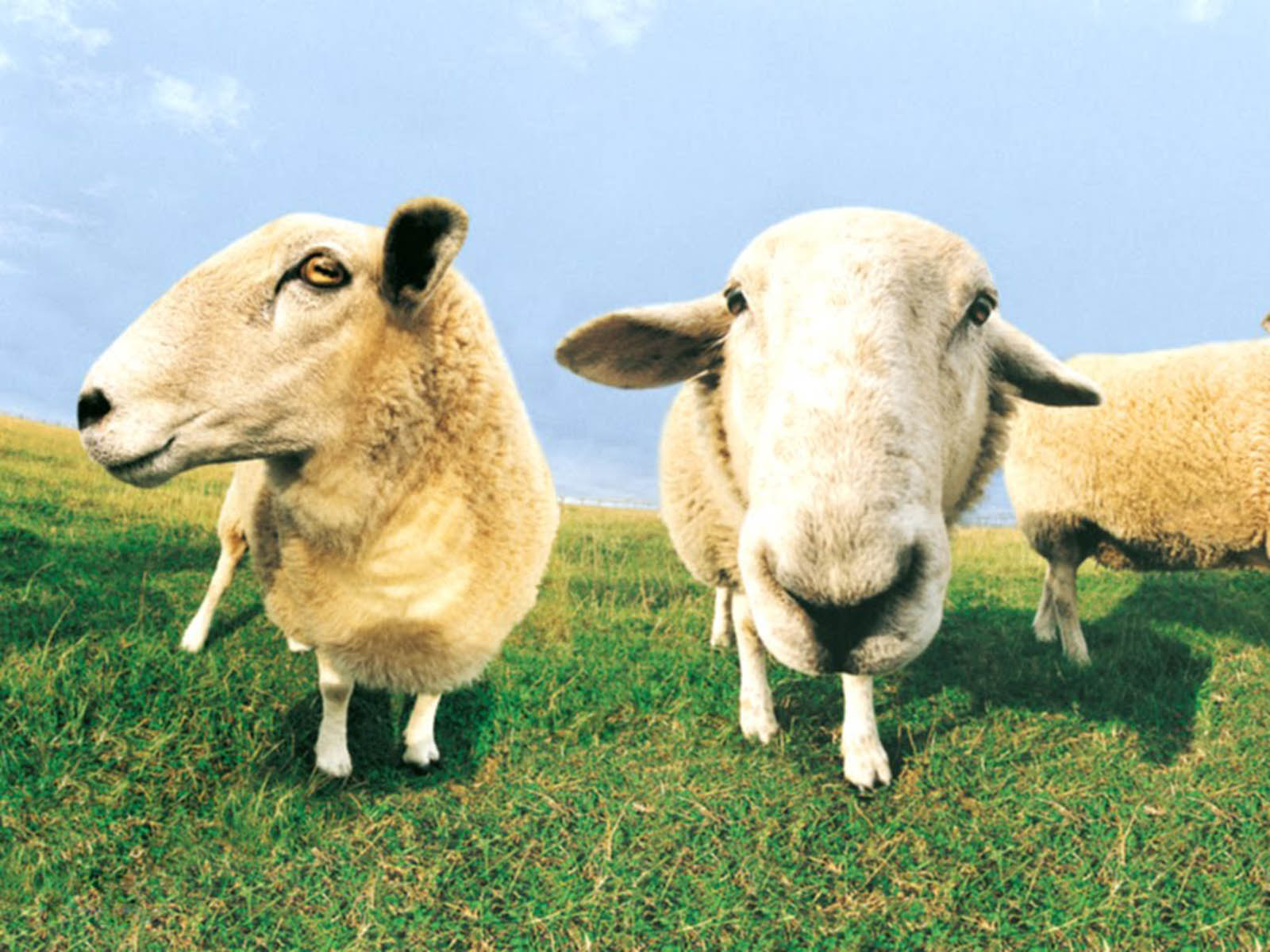 farm animal wallpaper,vertebrate,mammal,sheep,sheep,pasture