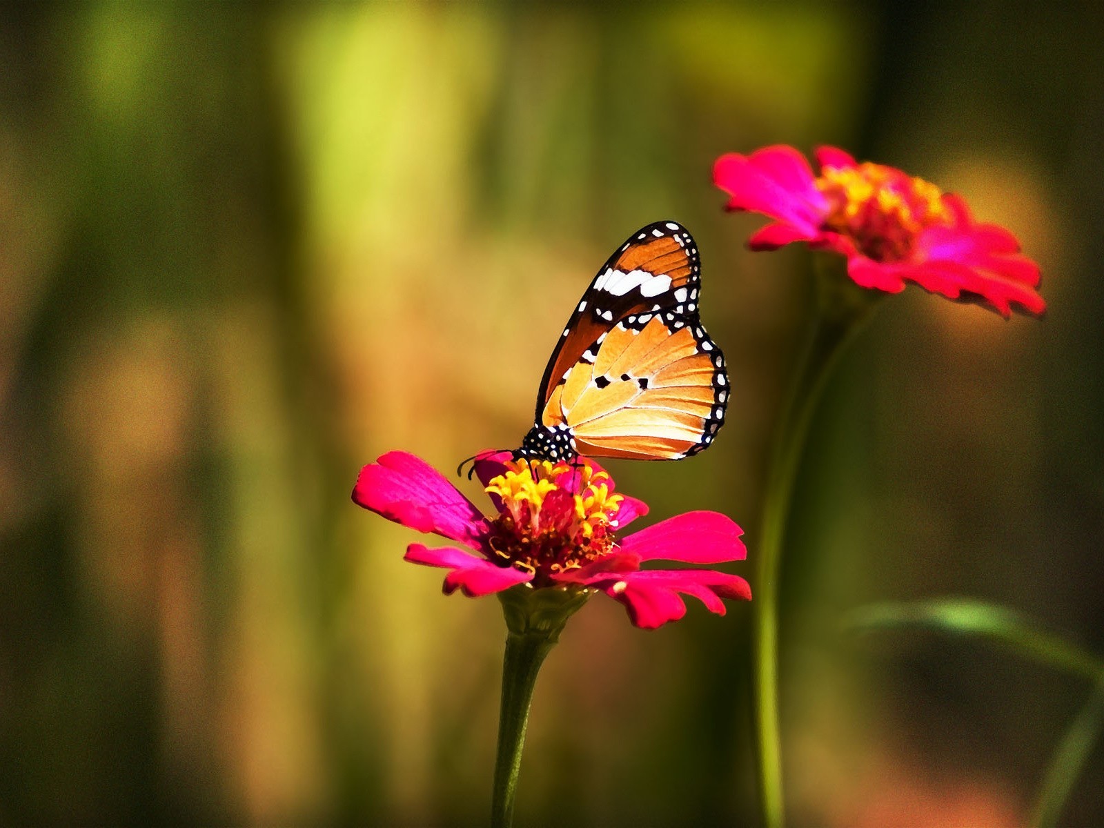 wallpapers de mariposas,butterfly,cynthia (subgenus),insect,moths and butterflies,monarch butterfly