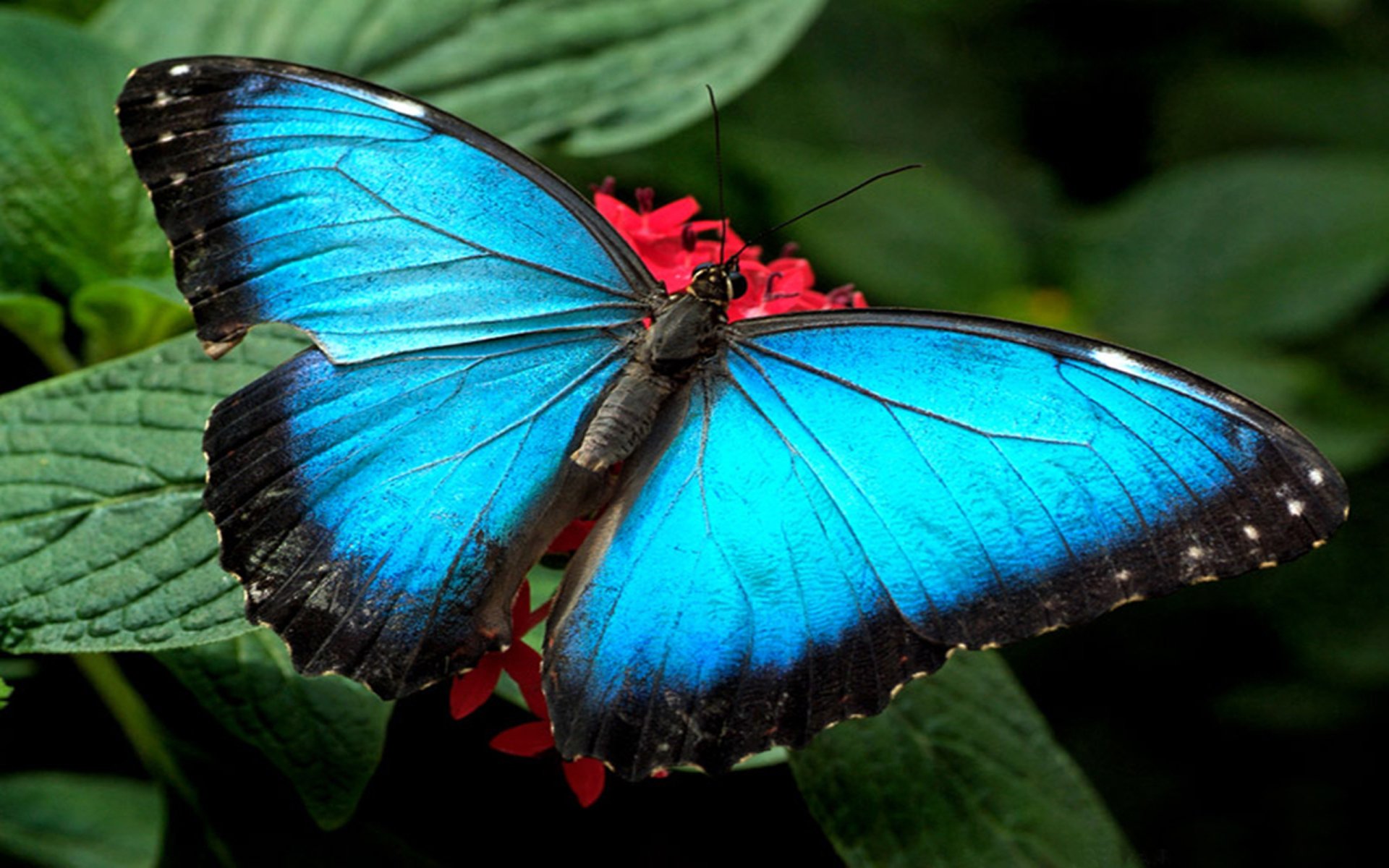 마리포사 배경 화면,나방과 나비,나비,곤충,무척추 동물,푸른