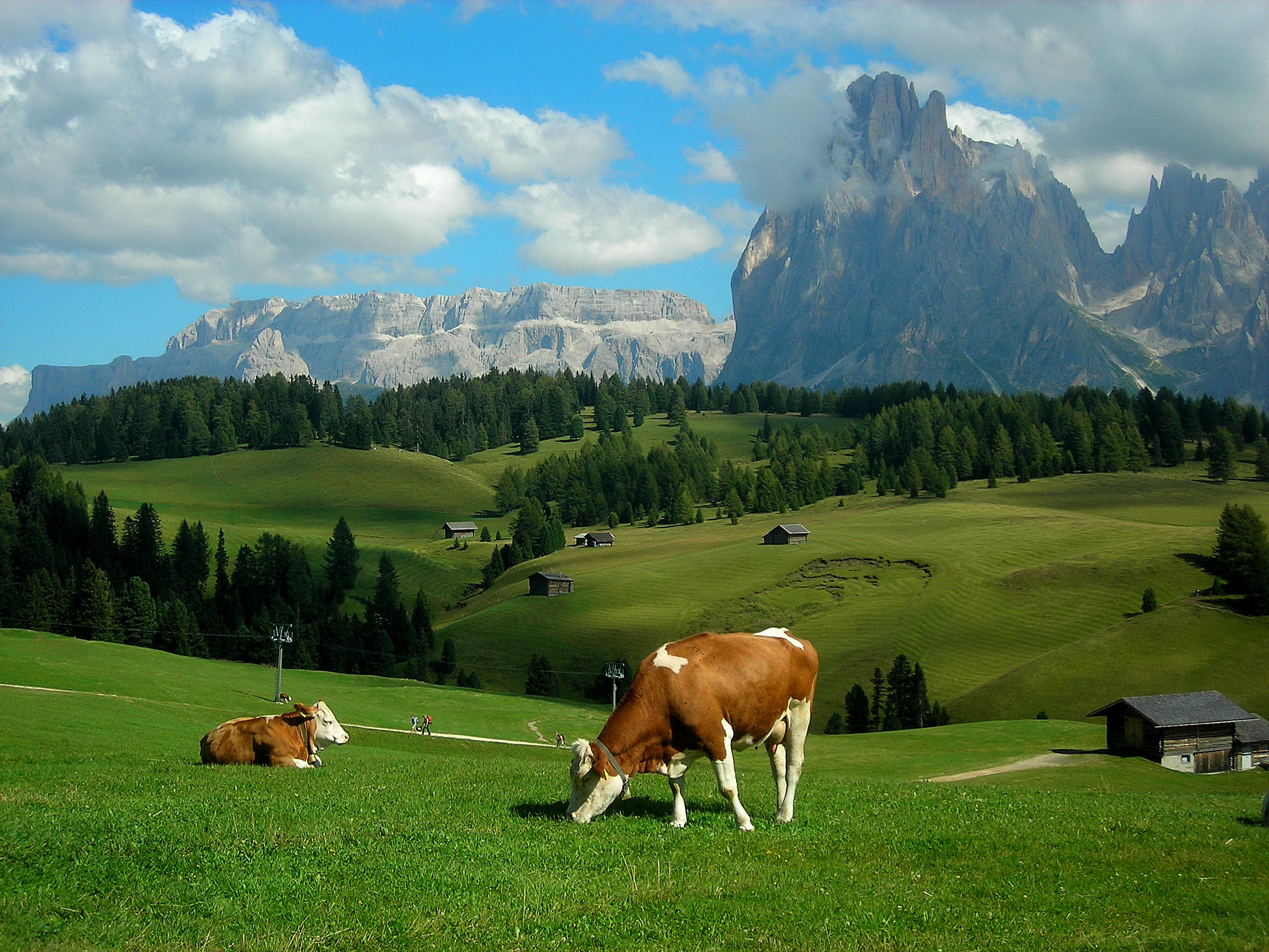 farm animal wallpaper,pasture,grassland,natural landscape,mountainous landforms,grazing