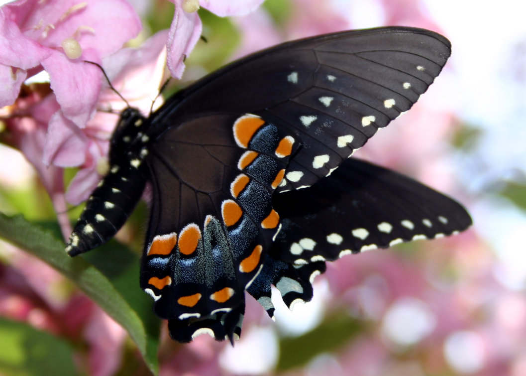 fonds d'écran de mariposas,papillons et papillons,papillon,insecte,machaon noir,palamède machaon