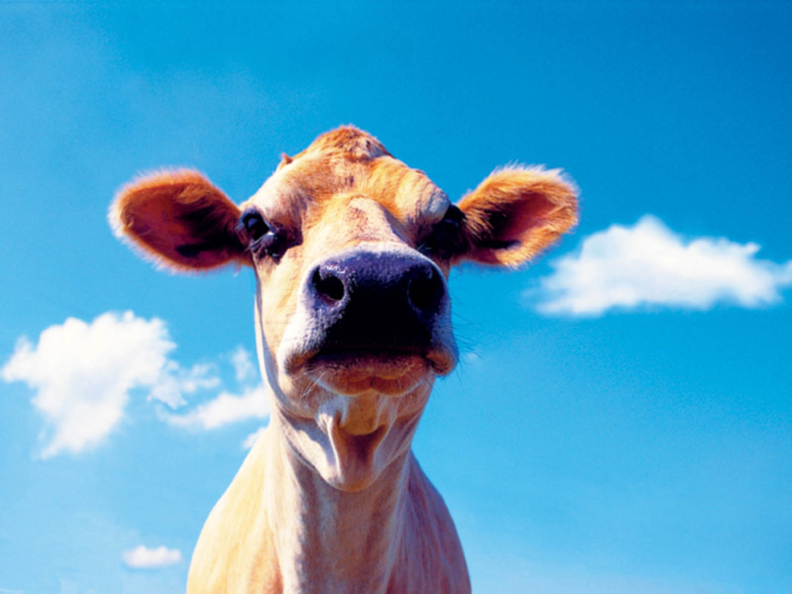 farm animal wallpaper,bovine,sky,dairy cow,snout,fun